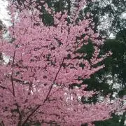 あかり。次回発送遅くても～3/23まで