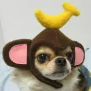 ごんちゃん