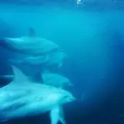 いるかの画像