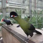 パールグラミーの画像