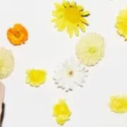 さくらもちの画像
