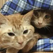 ちゃちゃまる