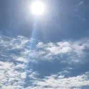 がじゅまるの画像