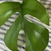 タカギの画像