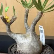 matoの画像