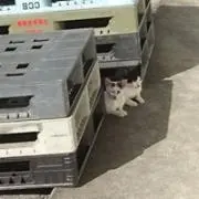 知念聡