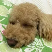 ジュジュの画像