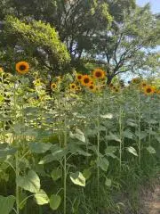 ひまわり断捨離中の画像