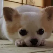 ひなチワの画像