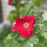 Kanaの画像