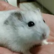 ぴーちゃん