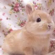 ネザーランドの画像