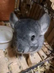 るみちゃまの画像