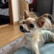 シュラ
