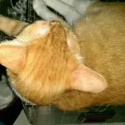 りきちゃん