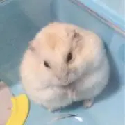 wydの画像