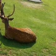 メープルママの画像