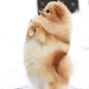 タコ助