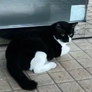 あさの画像
