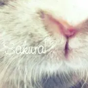 meraco※プロフ必読