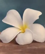 ULUの画像