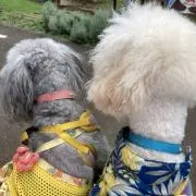 ちょく