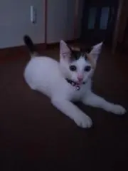 もんすけの画像