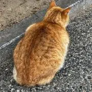 もふもふ※プロフ必読※全品お値下げ中！の画像