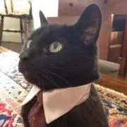 黒猫のリリ