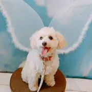 もったんの画像