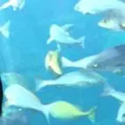 トマト