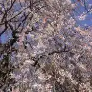 すけさん