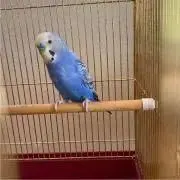 ぶんちゃんの画像