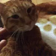 くうはん