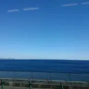 海猫