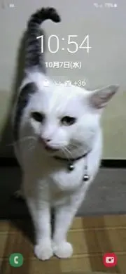 ととの画像