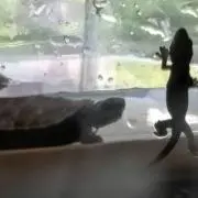かめ