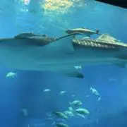 KKの画像