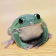 こばやしの画像