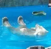 ☆ はっさくの画像
