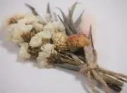 ぽんたの画像