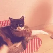 とうちゃんの画像