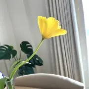 れおの画像