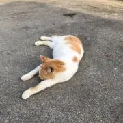 tamaoの画像