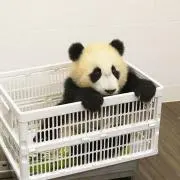 さくらばの画像