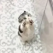 めぐのすけの画像
