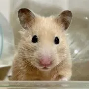 つぶらもちの画像