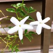 園芸大好きの画像