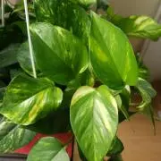 Leaf