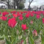 ららの画像